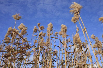 Low angle view of flowering plants against blue sky