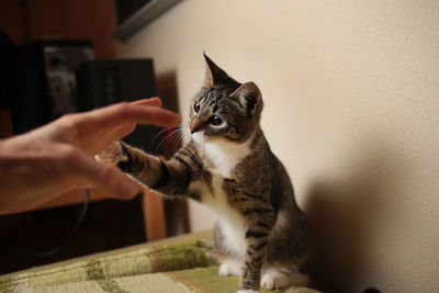 Cat on hand at home