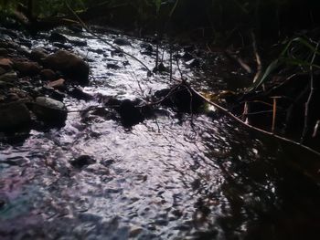 Close-up of water flowing through rocks in forest