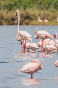 Flamingo in lake