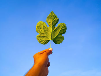 Hand holding leaves against blue sky