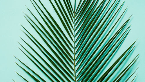 Close-up of palm leaves