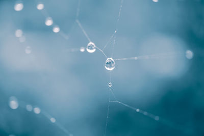 Close-up of spider web