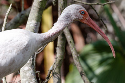 Close-up of a bird perching on branch