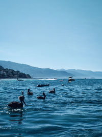 Birds swimming in sea against sky