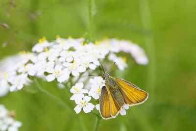 Close-up of butterfly pollinating on flower