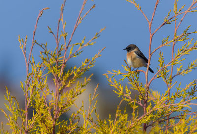 Low angle view of bird perching on branch