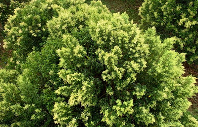 High angle view of green trees