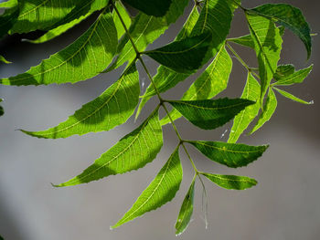 Close-up of green neem leaves on tree