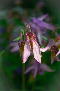 Close-up of purple flowering plant