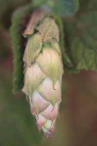 Close-up of flower bud