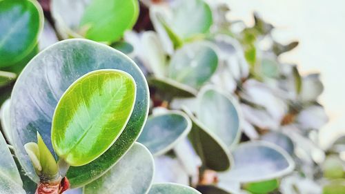 Close-up of succulent plant