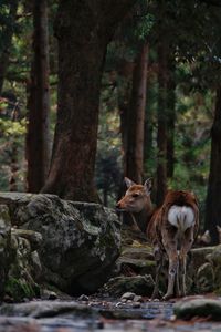 View of deer in forest