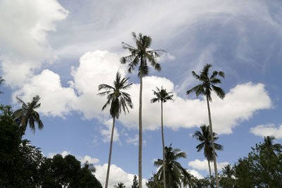 Low angle view of palm trees against sky