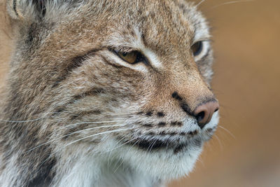 Close-up of a cat