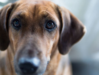 Close-up portrait of dog