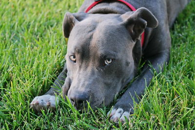 Close-up of dog on field