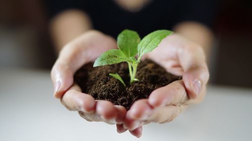 Close-up of hand holding plant