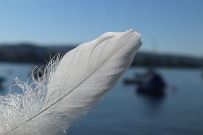 Close-up of feather against blue sky