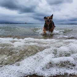 Dog on beach