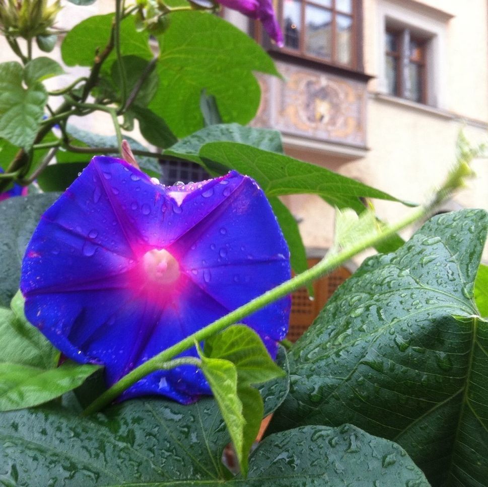 leaf, purple, close-up, growth, green color, flower, fragility, focus on foreground, plant, nature, multi colored, beauty in nature, freshness, petal, day, no people, blue, outdoors, leaf vein, sunlight