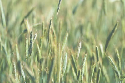 Close-up of wheat growing on field