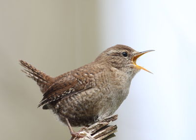 Close-up of bird perching