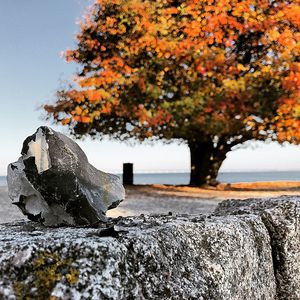 Close-up of tree during autumn against sky