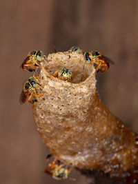 Close-up of insect