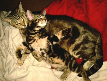 High angle view of cat sleeping on bed at home