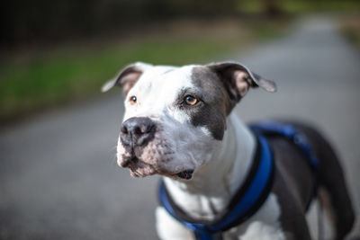 Portrait of dog looking away