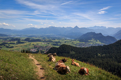 View of sheep on landscape