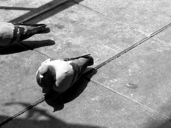 High angle view of bird on street