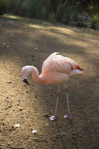 Close-up of ducks in water