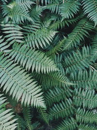 High angle view of fern leaves