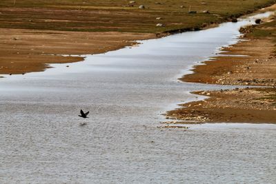 View of birds on beach