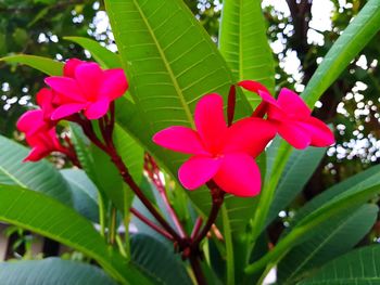 Close-up of pink frangipani blooming outdoors