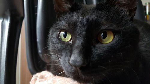 Close-up portrait of black cat