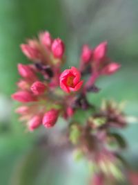 Close-up of flowers blooming outdoors