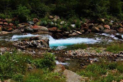 Scenic view of river in forest