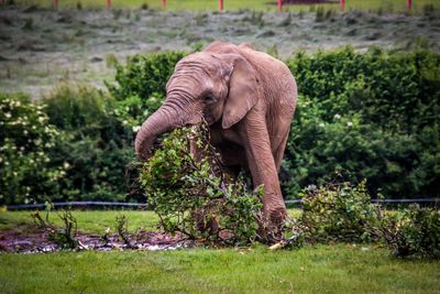 Elephant standing on grass