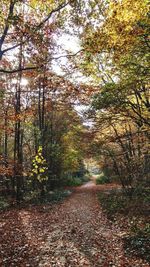 Trees in forest during autumn