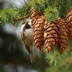 Close-up of bird perching on pinecone 