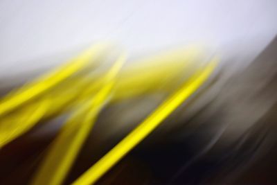 Close-up of yellow flowering plant