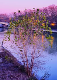 Scenic view of pink flowering plants by lake against sky