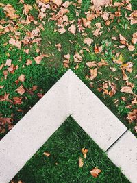 High angle view of leaves on grassy field