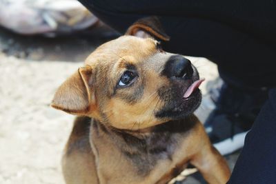 Close-up of dog sitting on man