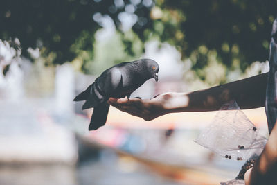 Close-up of bird perching on hand