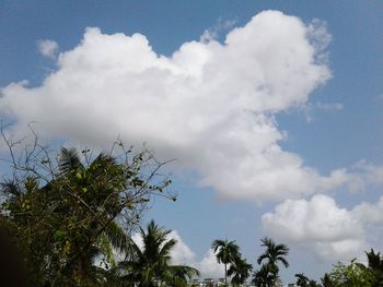 Low angle view of tree against sky