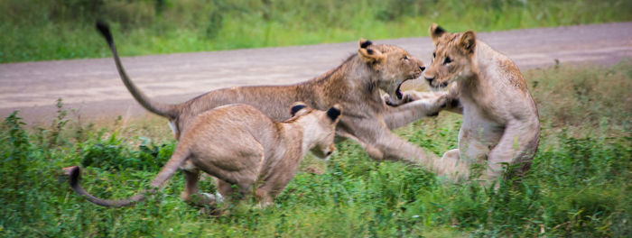 Lioness fighting on field